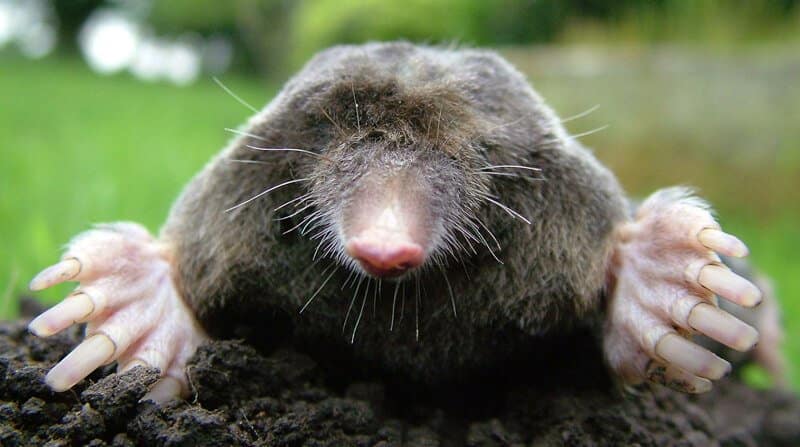 how to get rid of moles