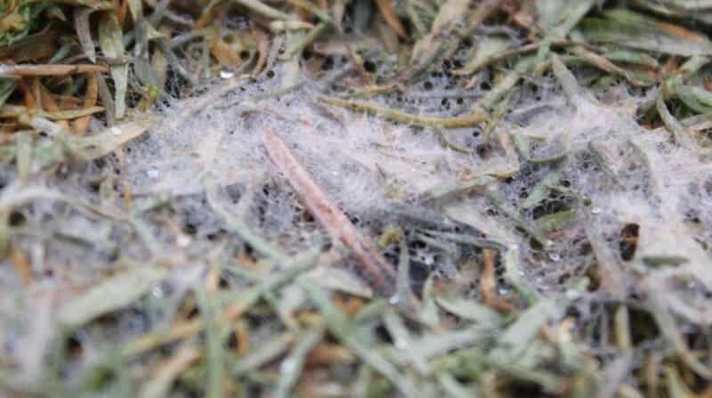 snow mould