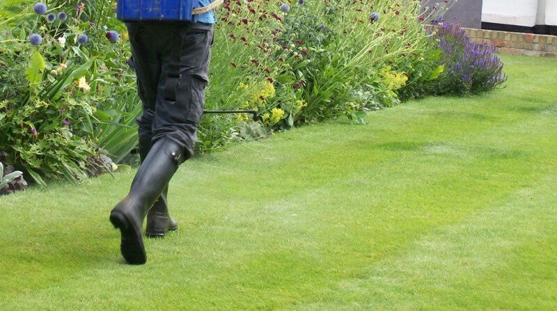 how much lawn feed should you apply