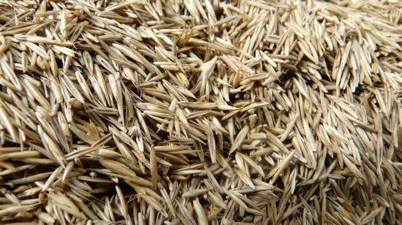 types of grass seed