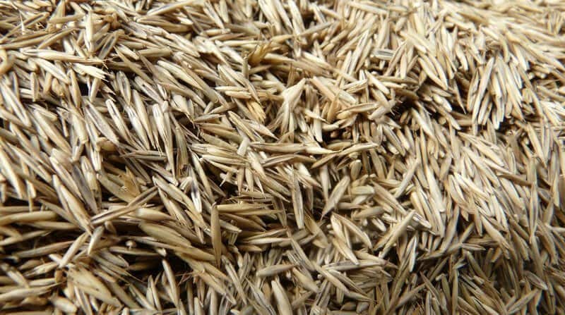 grass seed