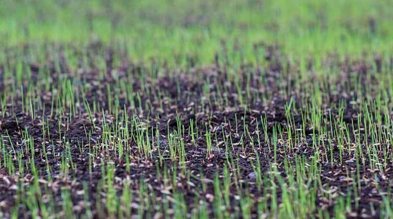 how to speed up grass seed germination