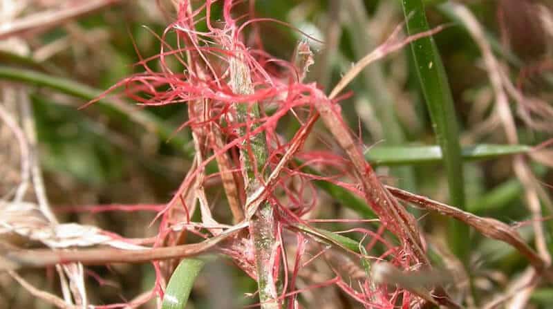 red thread in lawn