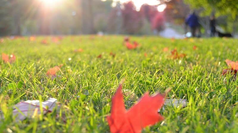 autumn lawn care