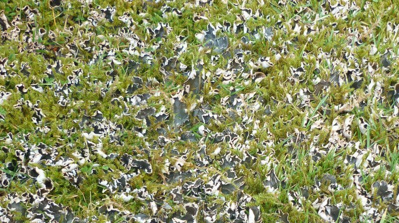 dog lichen in lawn