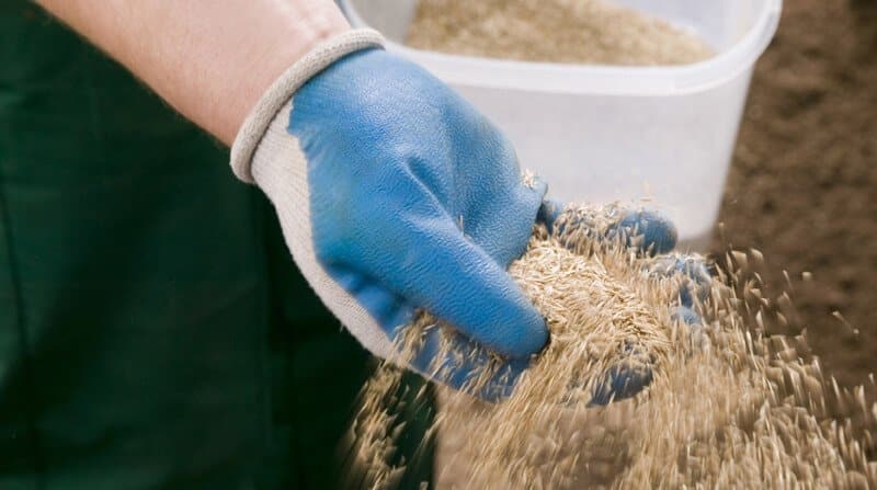 how to overseed a lawn in autumn