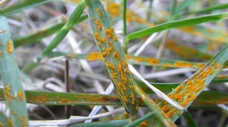 rust disease