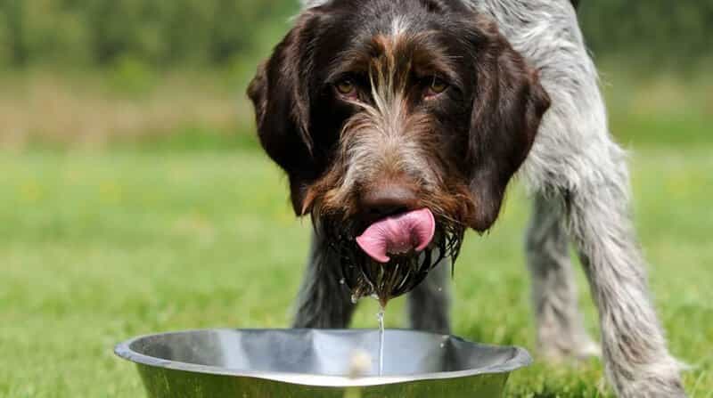 drinking dog