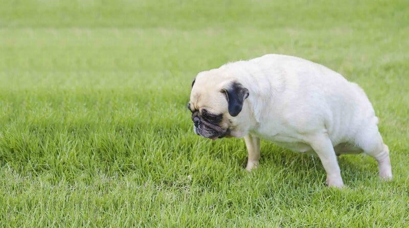 dog urine killing grass