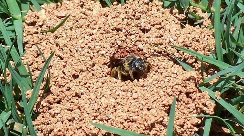 ground nesting bees
