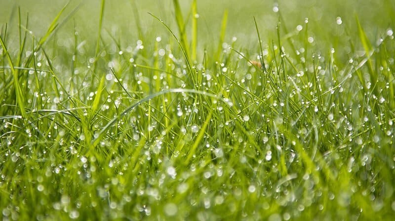 lawn watering