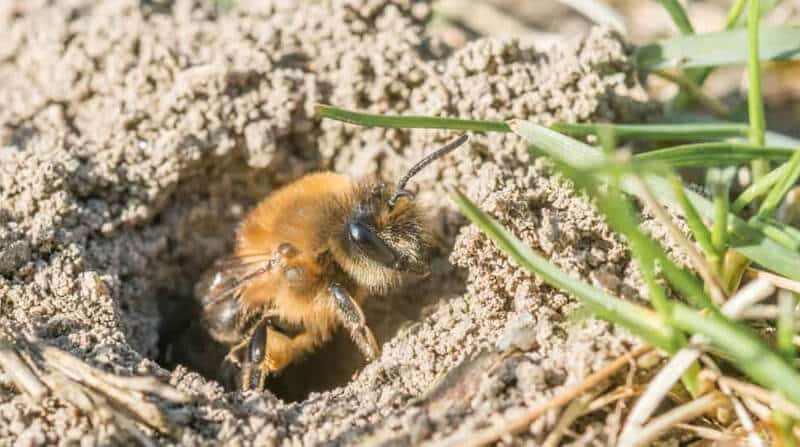 mining bees