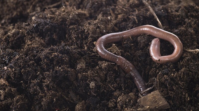 worms casts on lawn