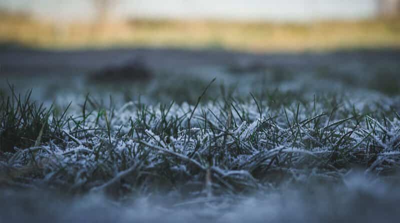 caring for a lawn in winter