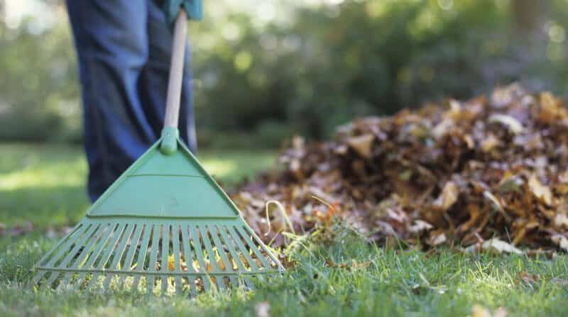 rake leaves off the lawn