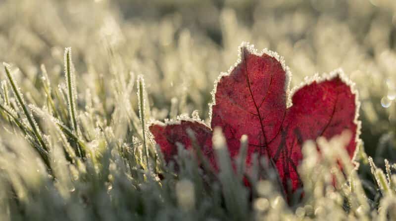 winter lawn care