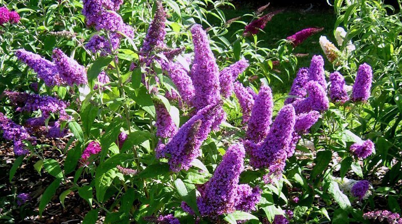 buddleia