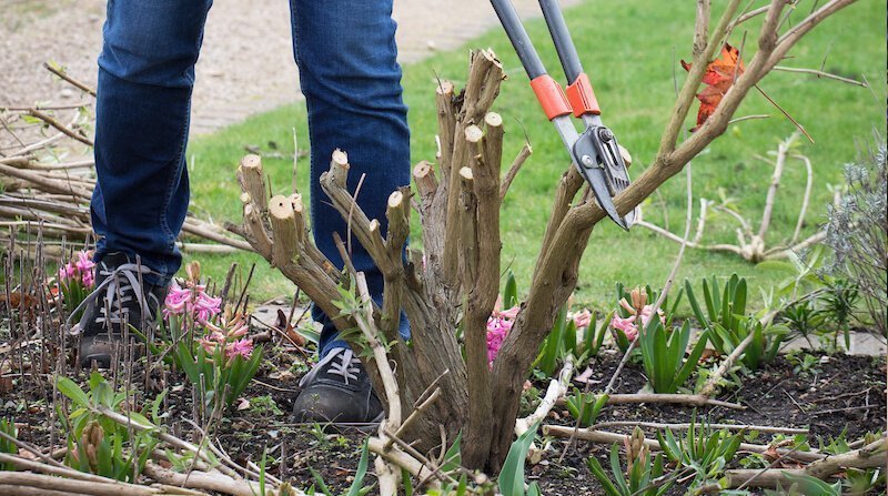 pruning buddleia