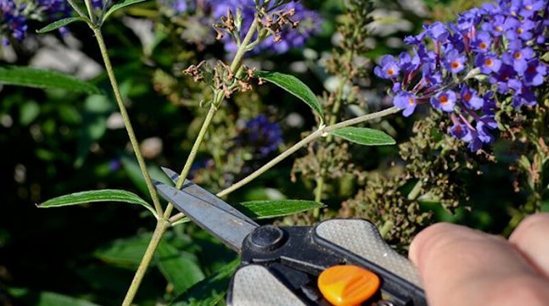 how to deadhead Buddleia