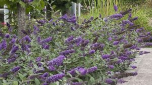 buddleia grow prune