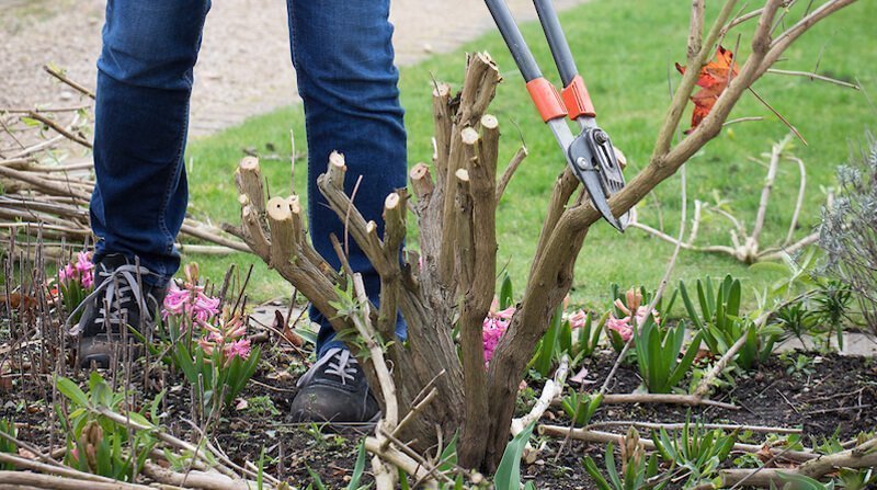 pruning buddleia