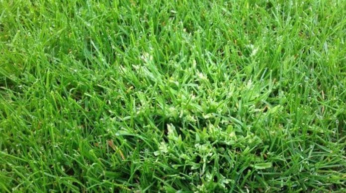 Annual-Meadow-Grass annual meadow grass