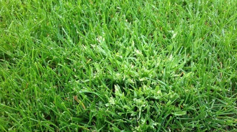 annual meadow grass