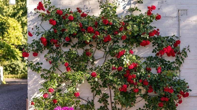 climbing rose sport