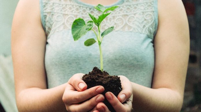 do-plants-have-feelings do plants have feelings