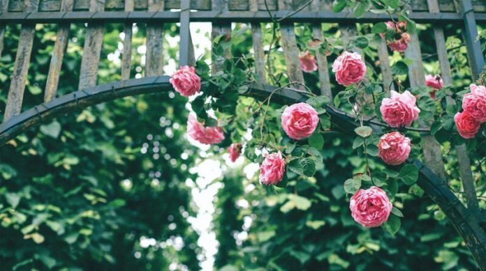 rose-sports rose sport