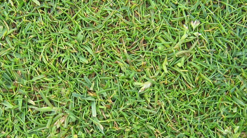 what is poa annua