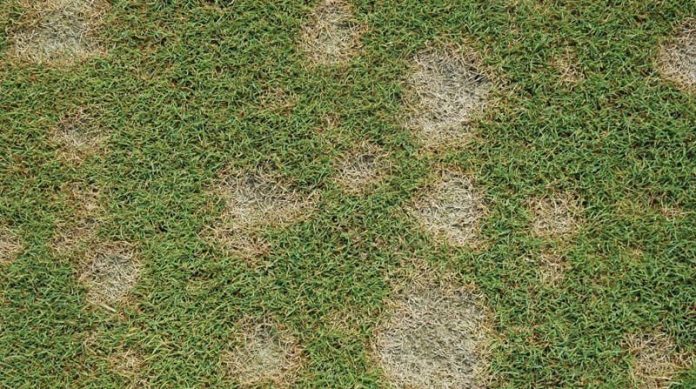 dollar-spot-disease dollar spot disease