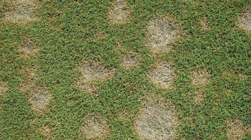 dollar spot disease