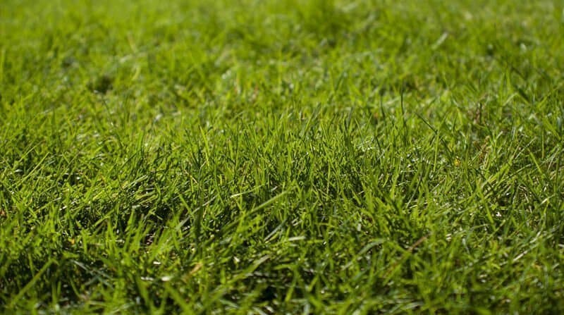 grass seed or turf