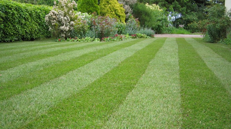 striped lawn