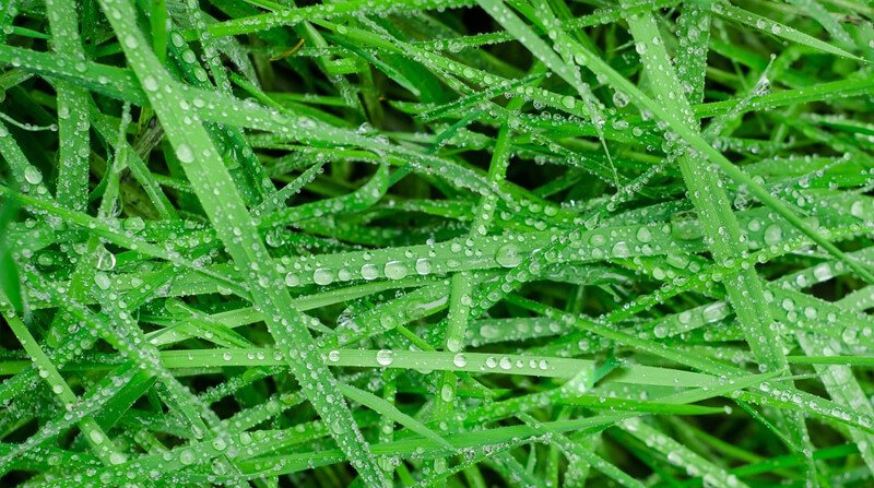 wet grass