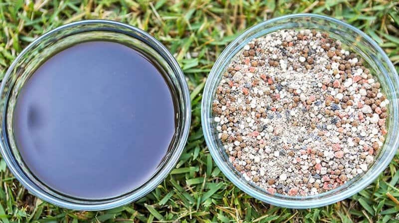 liquid lawn feed vs granular lawn feed