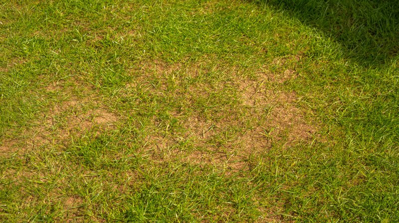 bare patched on lawn