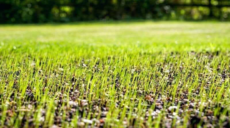 Grass Growing In Pastures