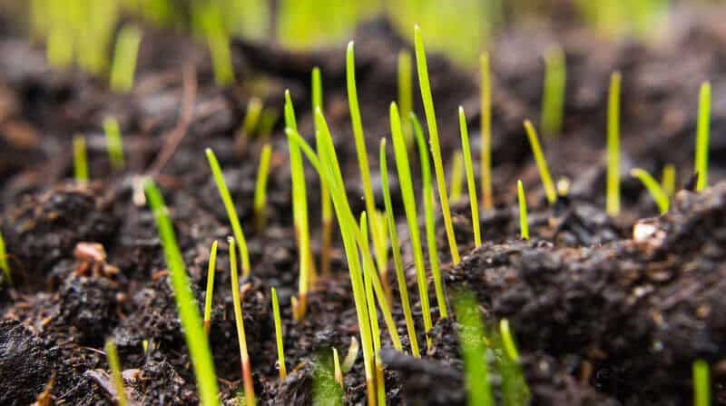 grass seed germination