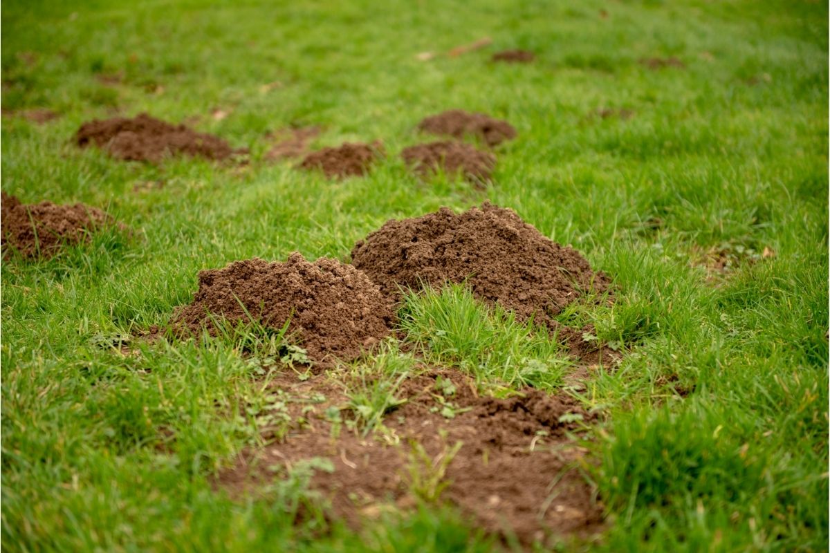 Mole hills on green grass