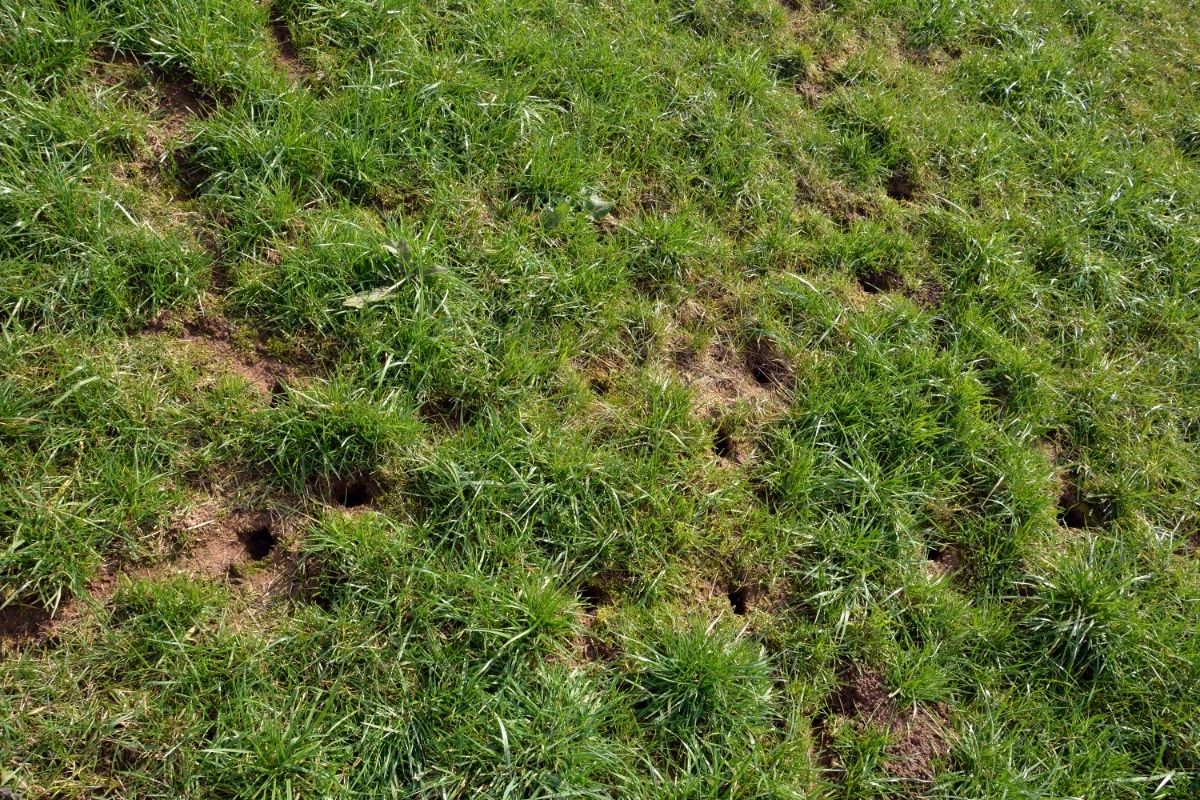 Small Holes In Lawn Overnight Causes And How To Fill Them