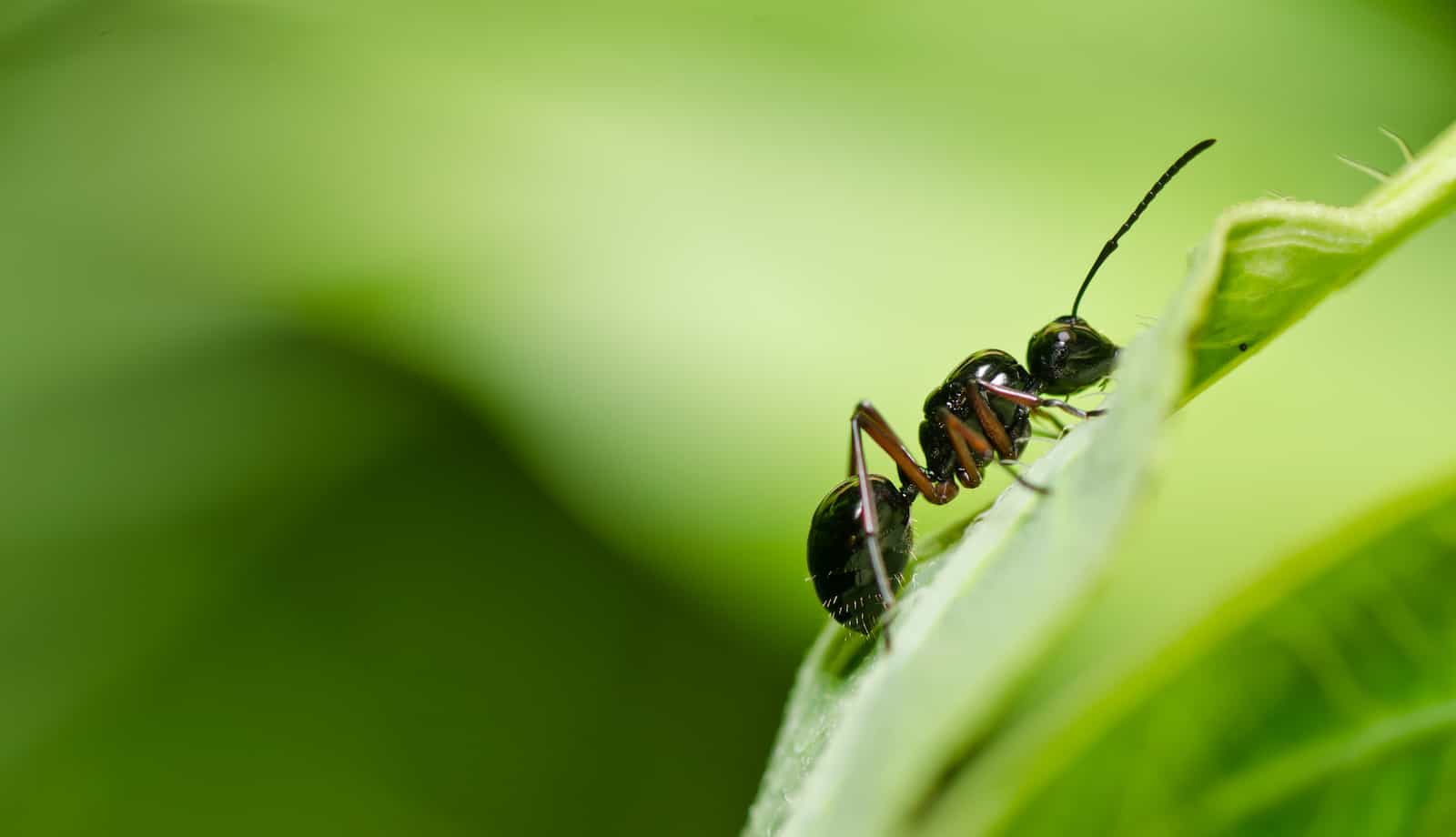 ants in lawn