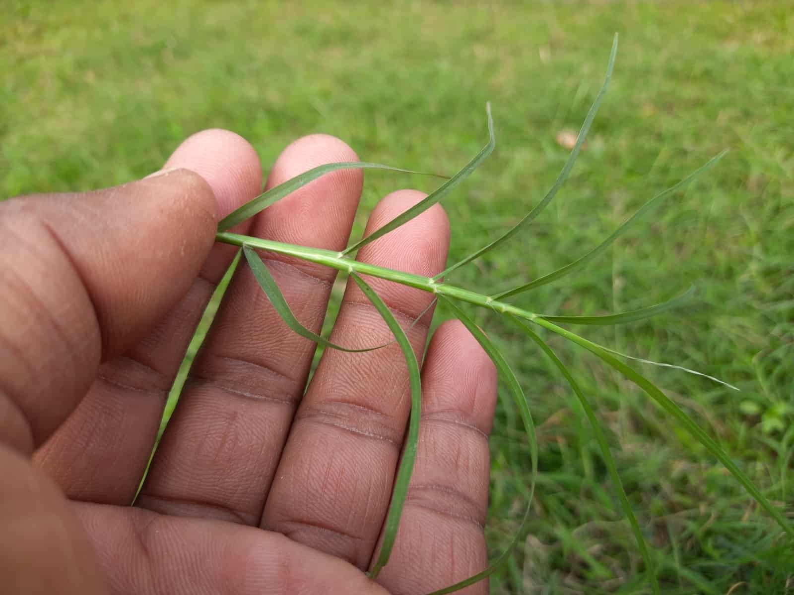 bermuda grass cutting
