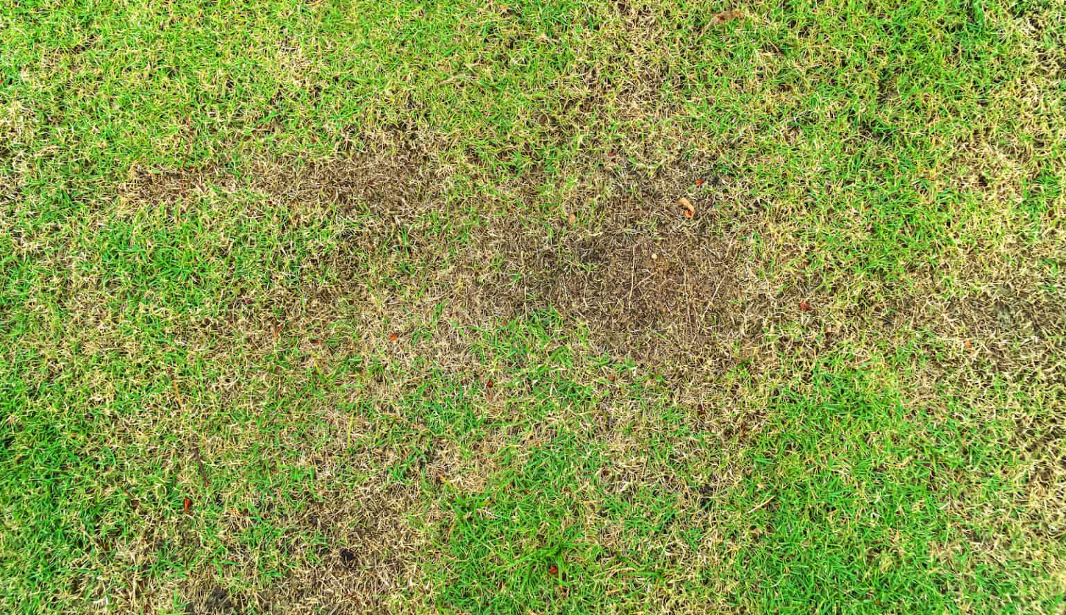 How to Treat Lawn Fungus Naturally Prevention & Treatment