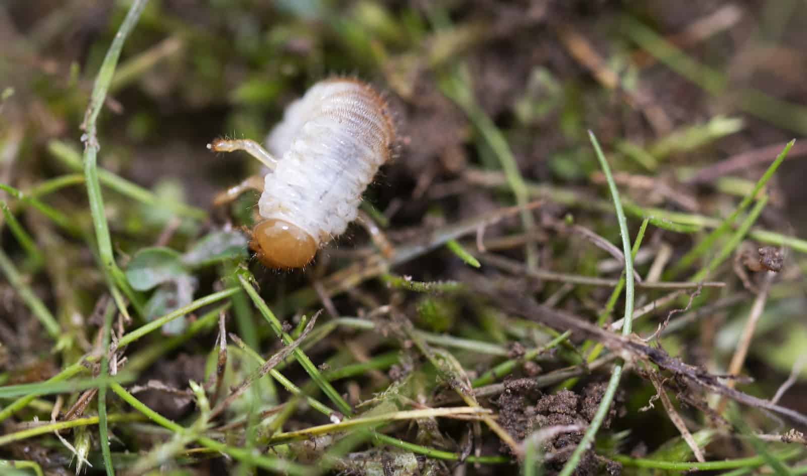 chafer grub in lawn