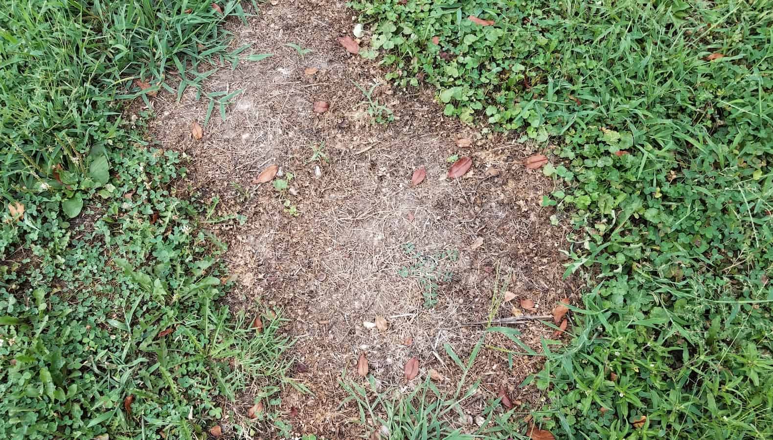 lawn with dead patch