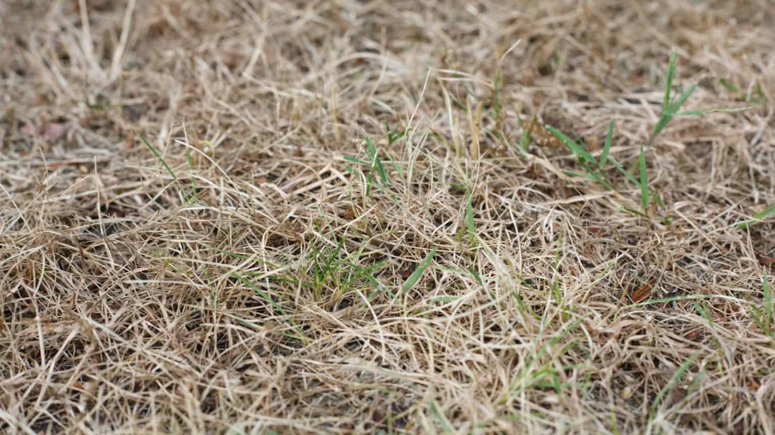 Dormant Grass vs. Dead Grass How to Tell the Difference