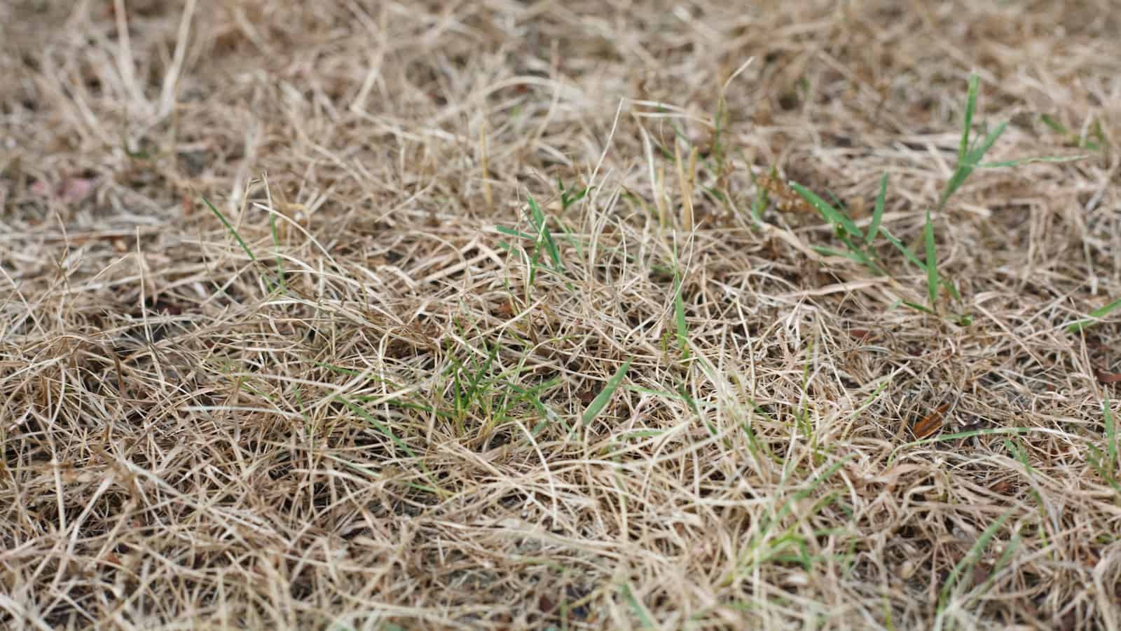 dormant vs dead grass