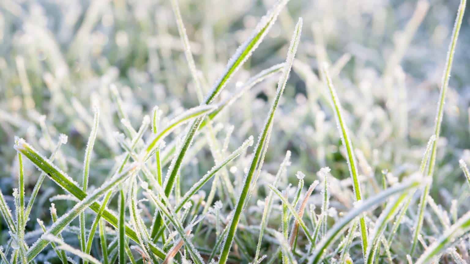 Does Grass Die in Winter How to Tell